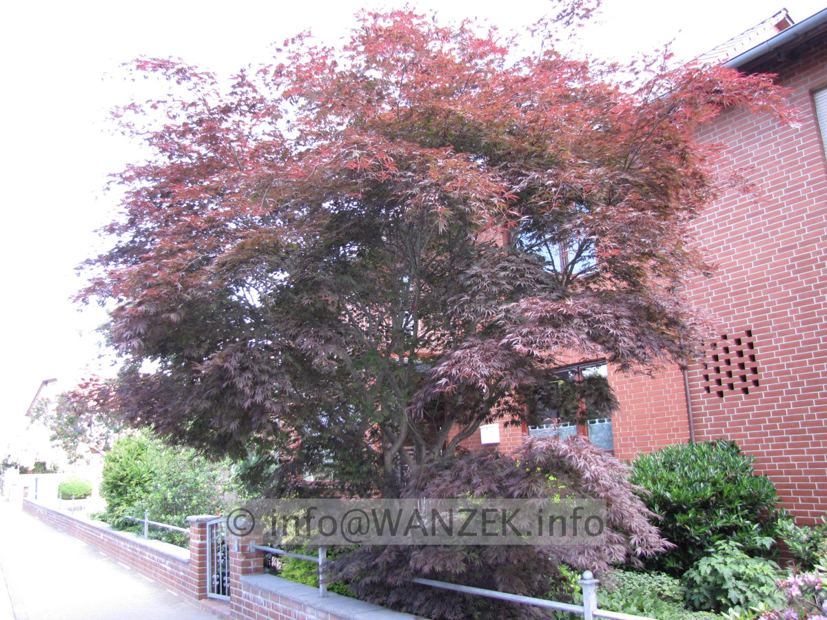 Acer palmatum Atropurpureum Sol 6m.JPG